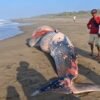 Ikan Besar Mati Terdampar di Pesisir Agrabinta, Ditemukan di Perbatasan Tanjungsari-Mekarsari