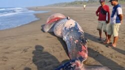 Ikan Besar Mati Terdampar di Pesisir Agrabinta, Ditemukan di Perbatasan Tanjungsari-Mekarsari