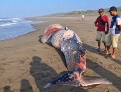 Ikan Besar Mati Terdampar di Pesisir Agrabinta, Ditemukan di Perbatasan Tanjungsari-Mekarsari