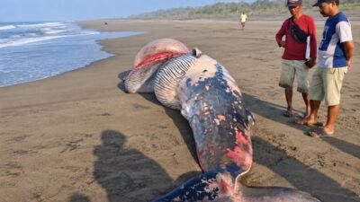 Ikan Besar Mati Terdampar di Pesisir Agrabinta, Ditemukan di Perbatasan Tanjungsari-Mekarsari