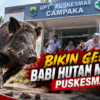 Bukan Pasien, Babi Hutan Nyelonong ke Puskesmas Campaka hingga Pengunjung Panik