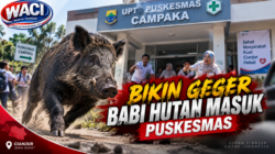 Bukan Pasien, Babi Hutan Nyelonong ke Puskesmas Campaka hingga Pengunjung Panik
