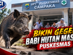 Bukan Pasien, Babi Hutan Nyelonong ke Puskesmas Campaka hingga Pengunjung Panik