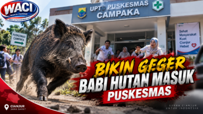 Teks: Babi hutan nyelonong ke Puskesmas Campaka Cianjur hingga pengunjung panik