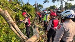 Teks: Petugas gabungan mengevakuasi pohon tumbang di jalur Cipanas-Puncak Cianjur.