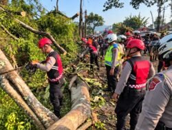 Gerak Cepat Polisi, Pohon Tumbang di Jalur Cipanas-Puncak Berhasil Dievakuasi