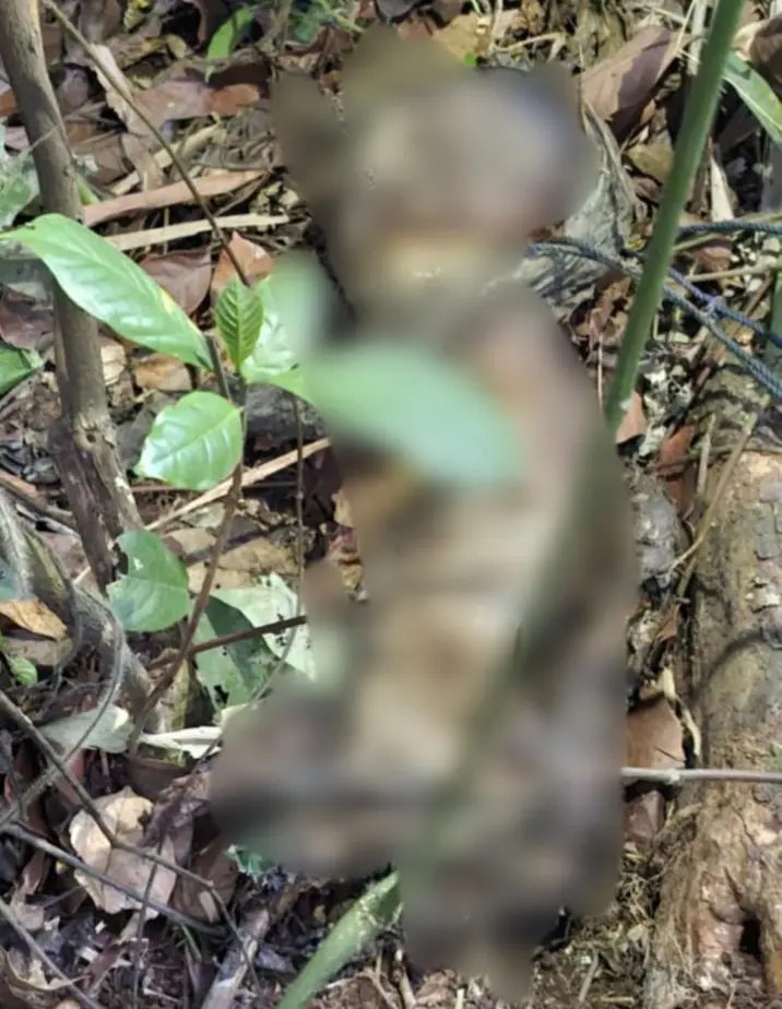 Teks: Penemuan kerangka yang diduga anak perempuan di Cibeber, Cianjur, masih dalam penyelidikan Polres Cianjur.