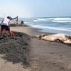 Bugel Kembali Terjadi di Muara Cidamar, Warga Temukan Bangkai Paus