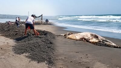 Bugel Kembali Terjadi di Muara Cidamar, Warga Temukan Bangkai Paus