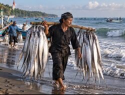 Musim Ikan Layur, Nelayan Cidaun Manfaatkan Cuaca Laut yang Bersahabat