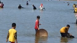 Muara Ciselang Mulai Jebol, Ratusan Warga Tumpah Ruah Berburu Ikan